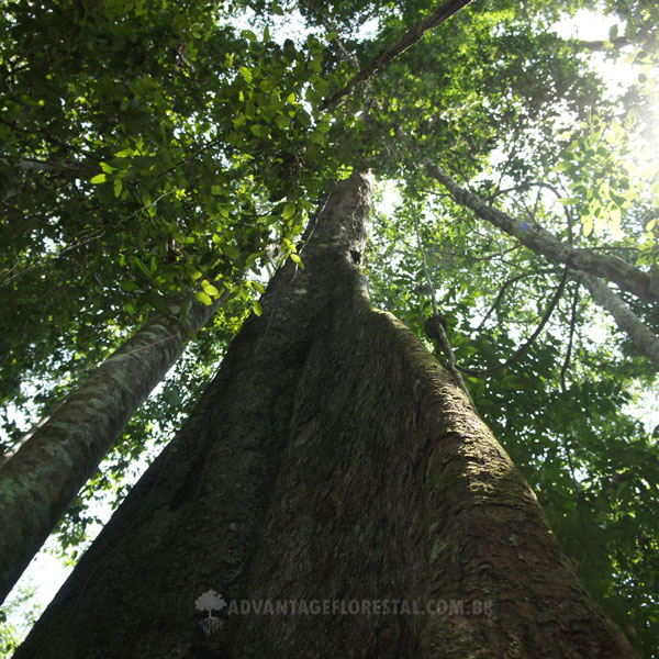 FSC Sustainable Harvesting